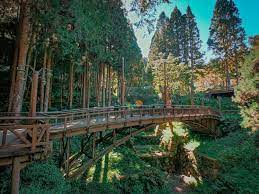 阿里山觀日出 旺萊山大草原、茶霧之道 二日遊