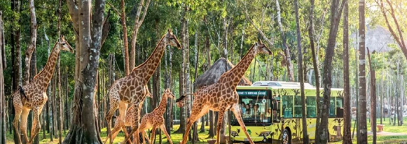 (五星酒店)珍珠雙島樂園 快艇出海巡航、360度全景跨海纜車太陽世界香島水上樂園五+1日遊